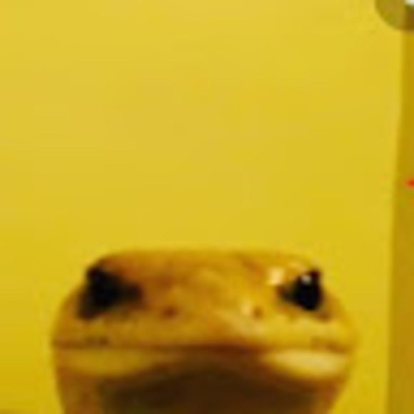 zakdang420